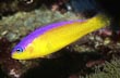 Diadema Dottyback 